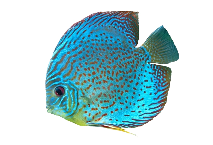 Blue Spotted Fish